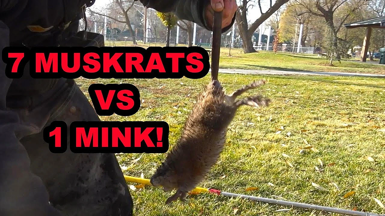 1 Mink Vs 7 Muskrats In 1 Burrow!!!