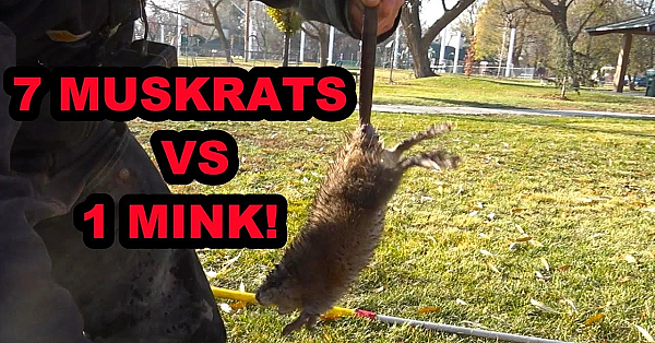 1 Mink Vs 7 Muskrats In 1 Burrow!!!