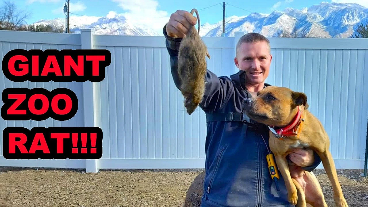 Ratting In A Back Yard Zoo!