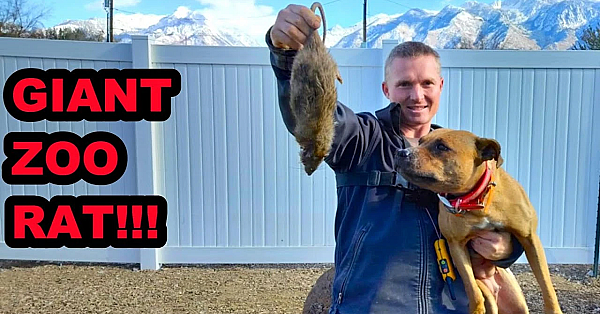 Ratting In A Back Yard Zoo!