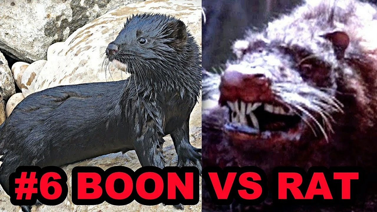 #6 Boon Vs Rat In Park.