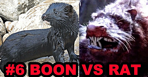 #6 Boon Vs Rat In Park.