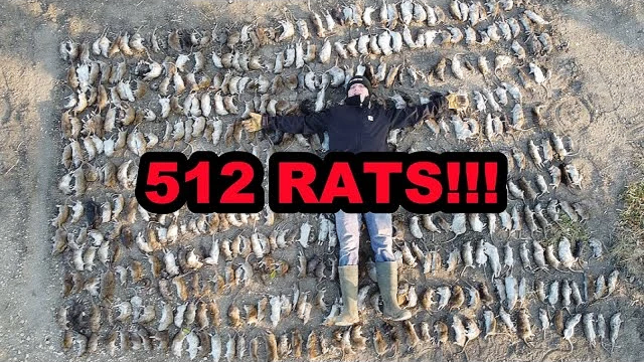 512 Rats In One Shed!