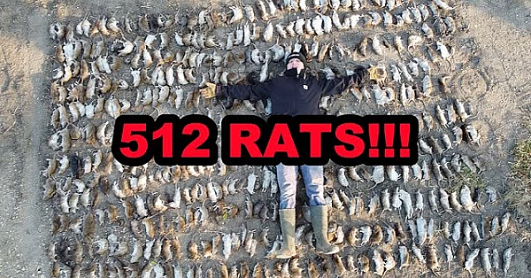 512 Rats In One Shed!