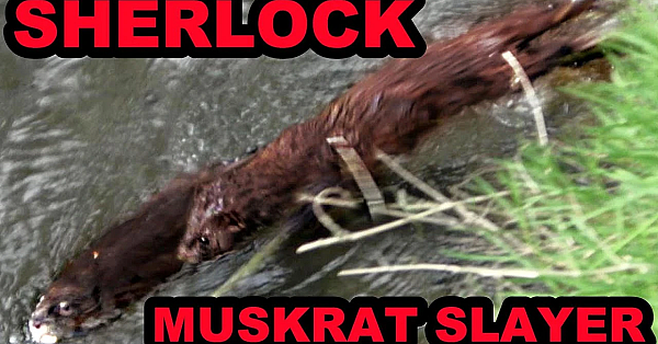 Sherlock The Mink Catches A Huge Rat!