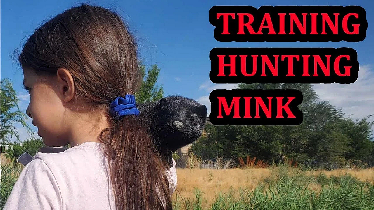 Recall Training Baby Mink, Rascal And Wyatt