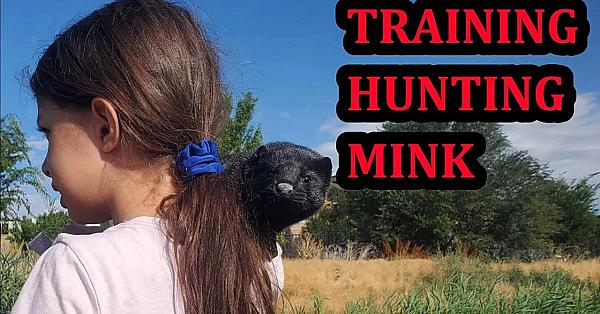 Recall Training Baby Mink, Rascal And Wyatt