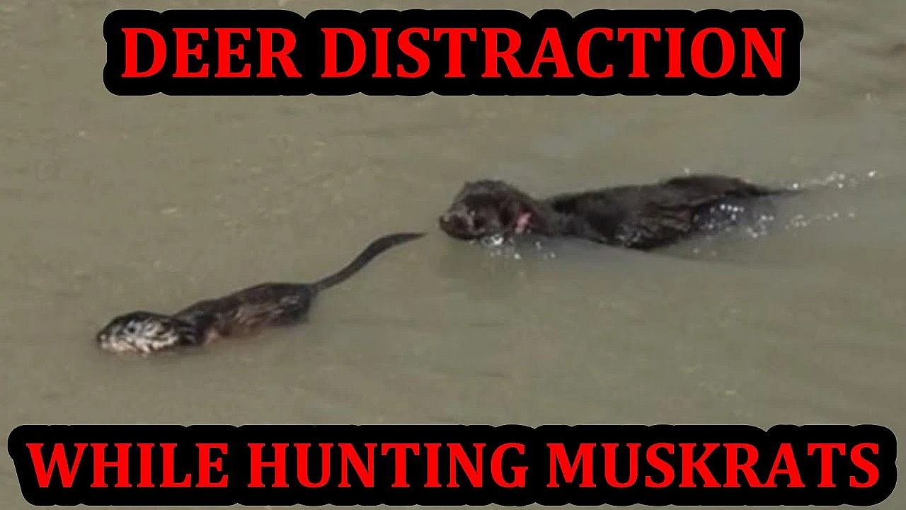 Mink Chases Deer While Hunting Muskrats!