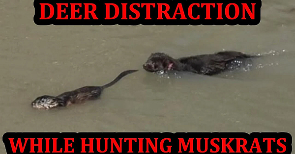 Mink Chases Deer While Hunting Muskrats!