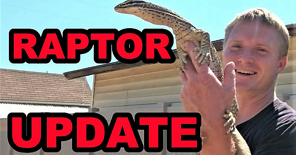 Important Announcement On Raptor!!!