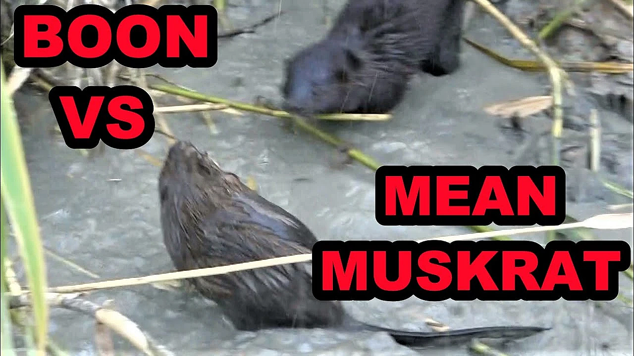 Boon Vs Mean Muskrat!