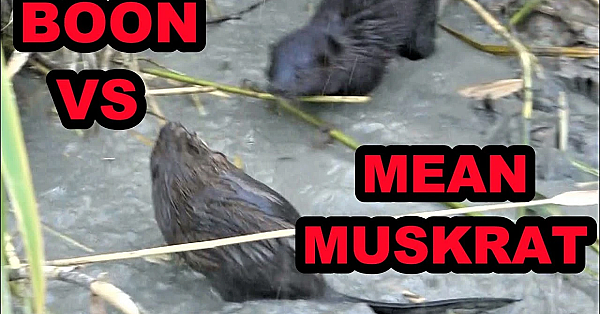 Boon Vs Mean Muskrat!