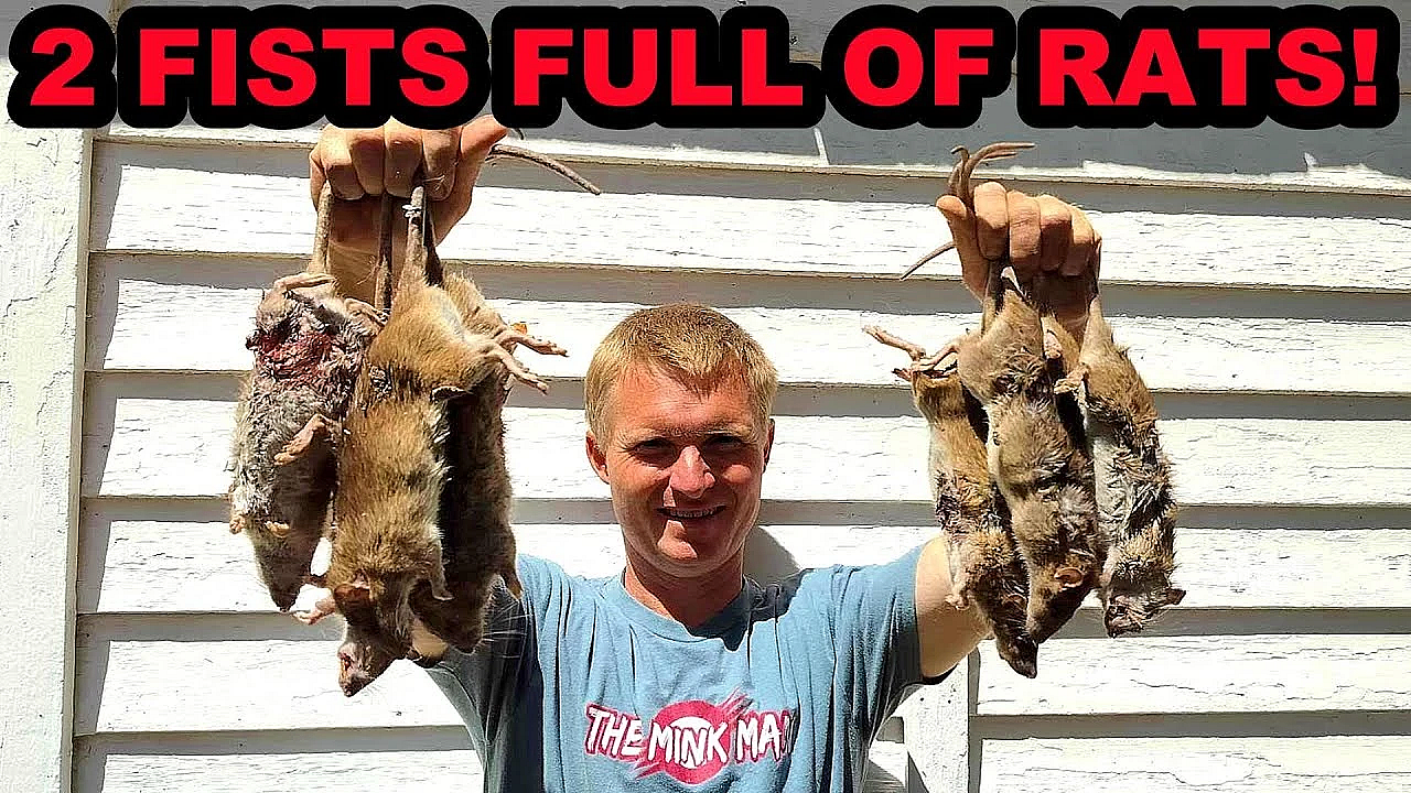 How To Keep Rats Away From Your Chickens.