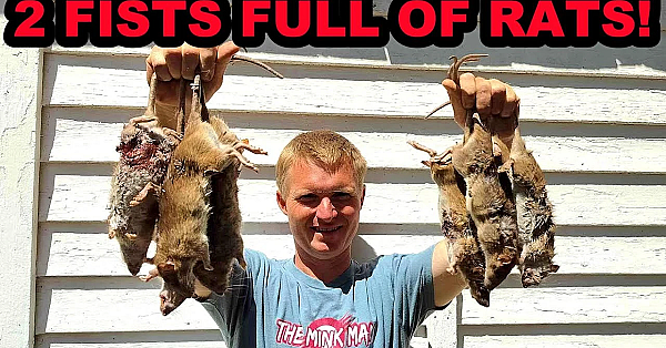 How To Keep Rats Away From Your Chickens.