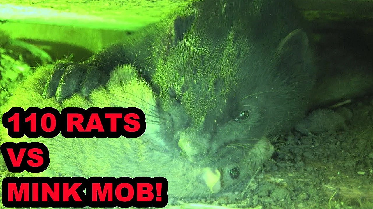 Infesation Of Rats Vs Mob Of Mink And Dogs
