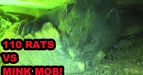 Infesation Of Rats Vs Mob Of Mink And Dogs