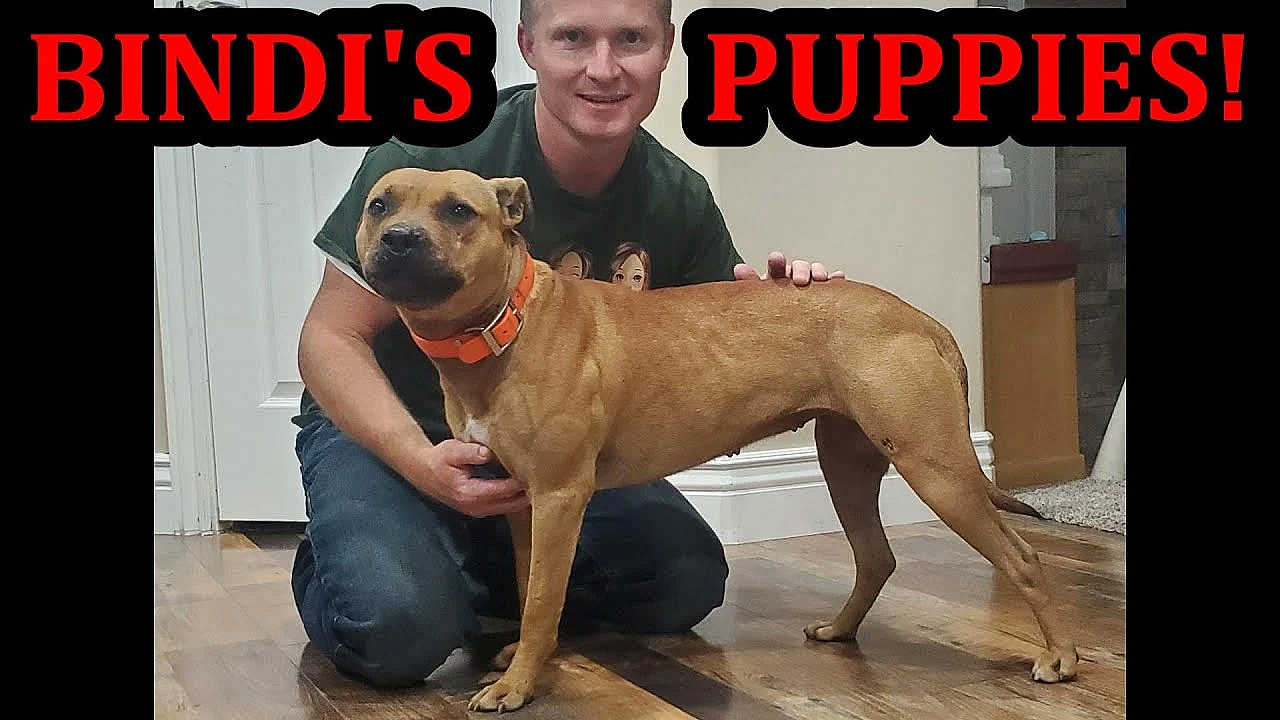 Bindi's Expecting Puppies Announcement!!!