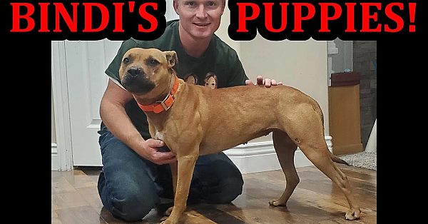 Bindi's Expecting Puppies Announcement!!!