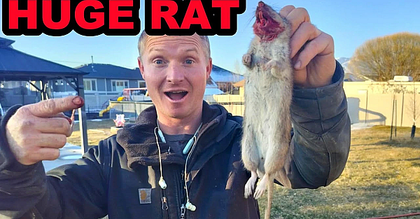 Huge Rat Caught By Spark The Mink And Bindi The Pit Bull!