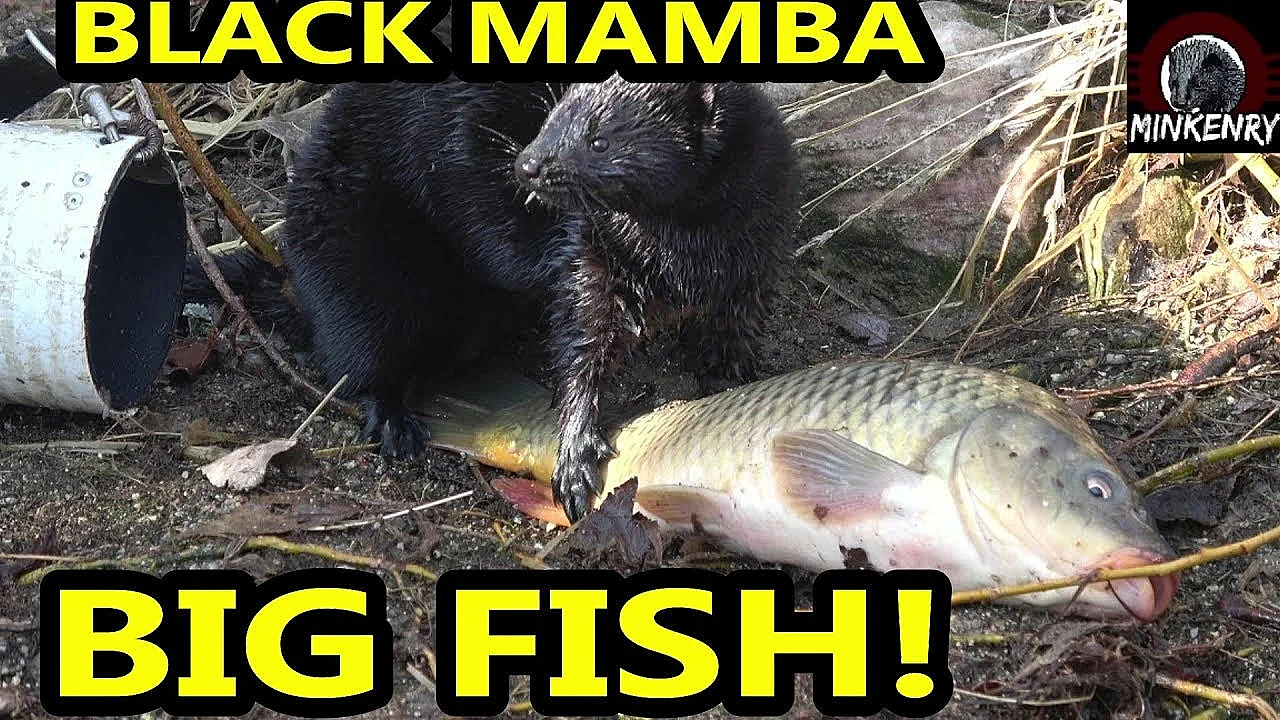 Black Mamba Catches 4 Big Fish!