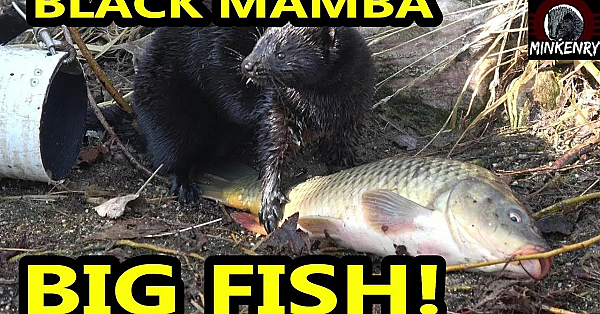 Black Mamba Catches 4 Big Fish!