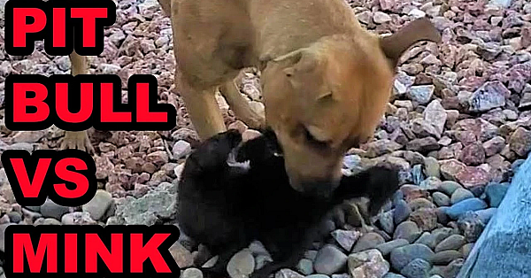 Pit Bull Playing With Mink!