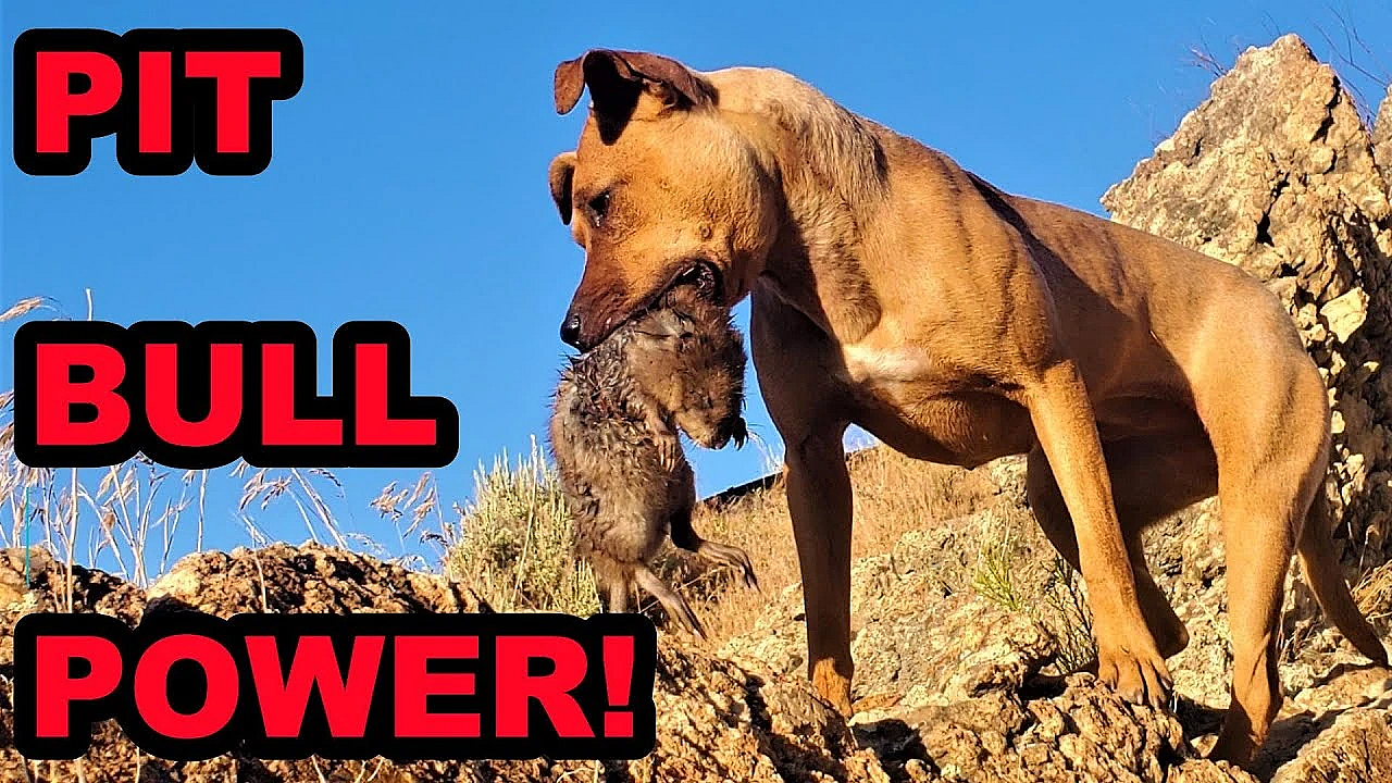 Bindi And Boon Incredible Muskrating!