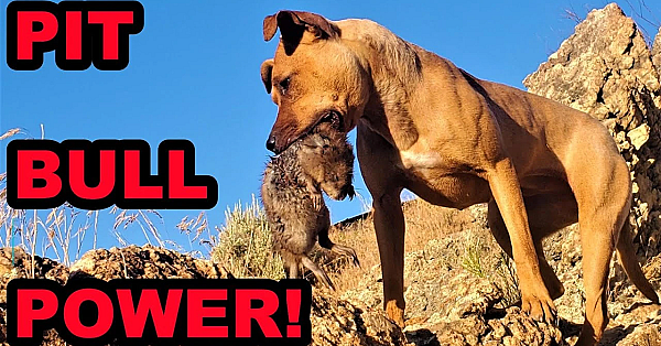 Bindi And Boon Incredible Muskrating!