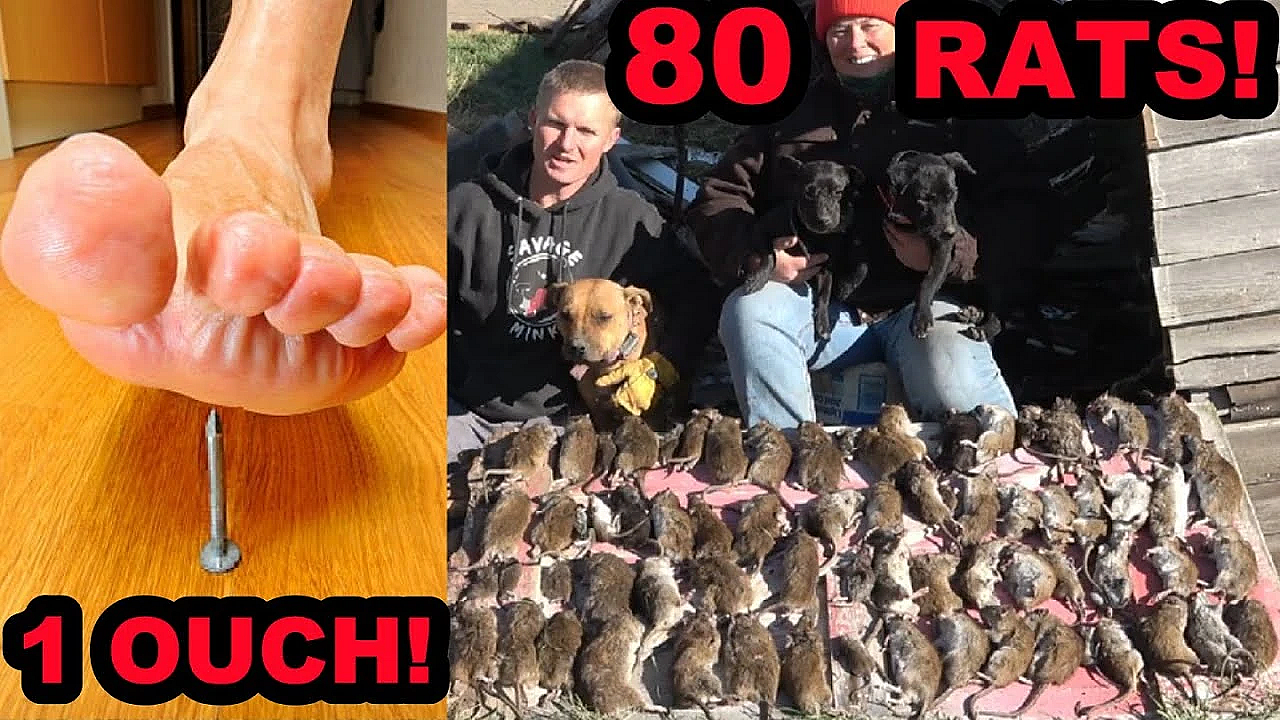 Dogs Catch 80 Rats And My Foot Catches A Big Rusty Nail.....