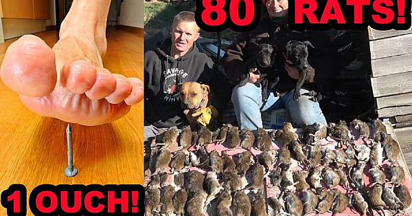 Dogs Catch 80 Rats And My Foot Catches A Big Rusty Nail.....