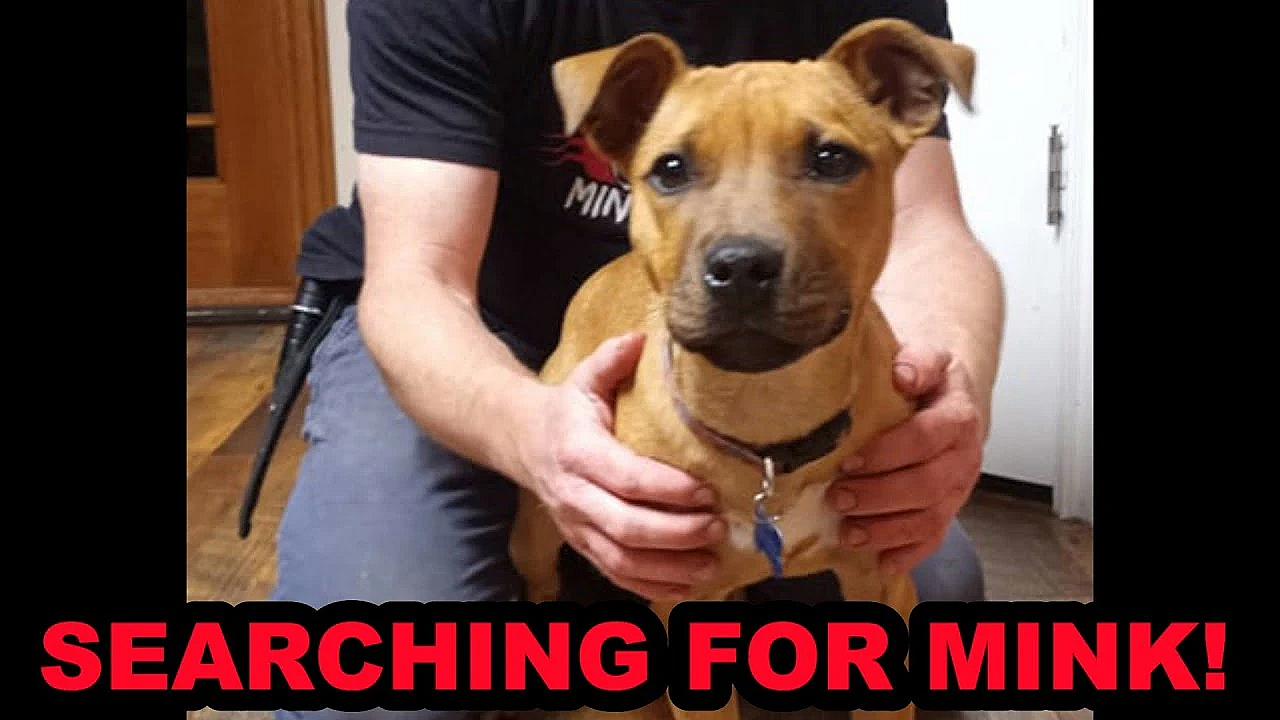 Bindi Learning To Find A Mink