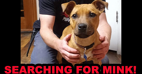 Bindi Learning To Find A Mink