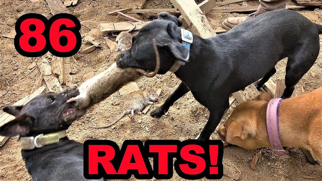 Insane! Rat Infested Tire???