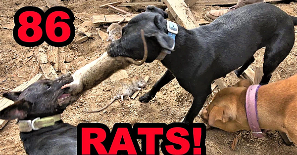 Insane! Rat Infested Tire???