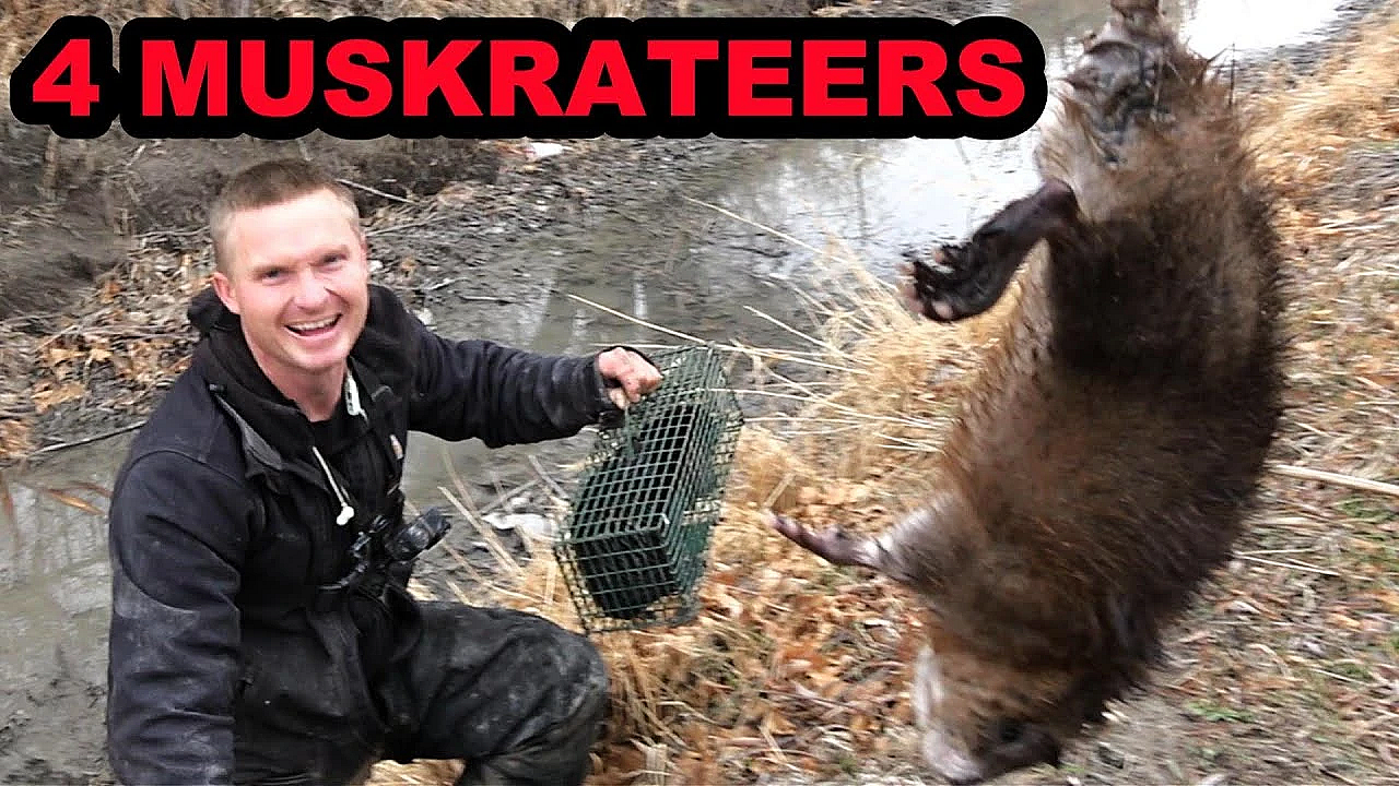 Spark The Mink Vs The 4 Muskrateers.