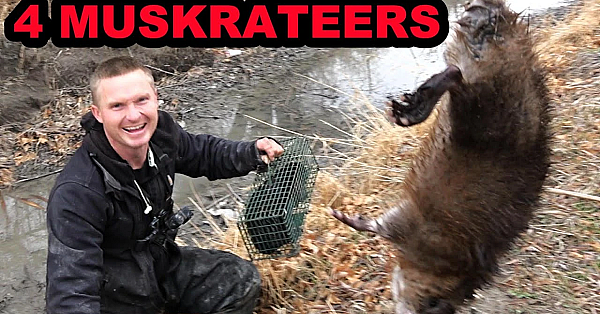 Spark The Mink Vs The 4 Muskrateers.