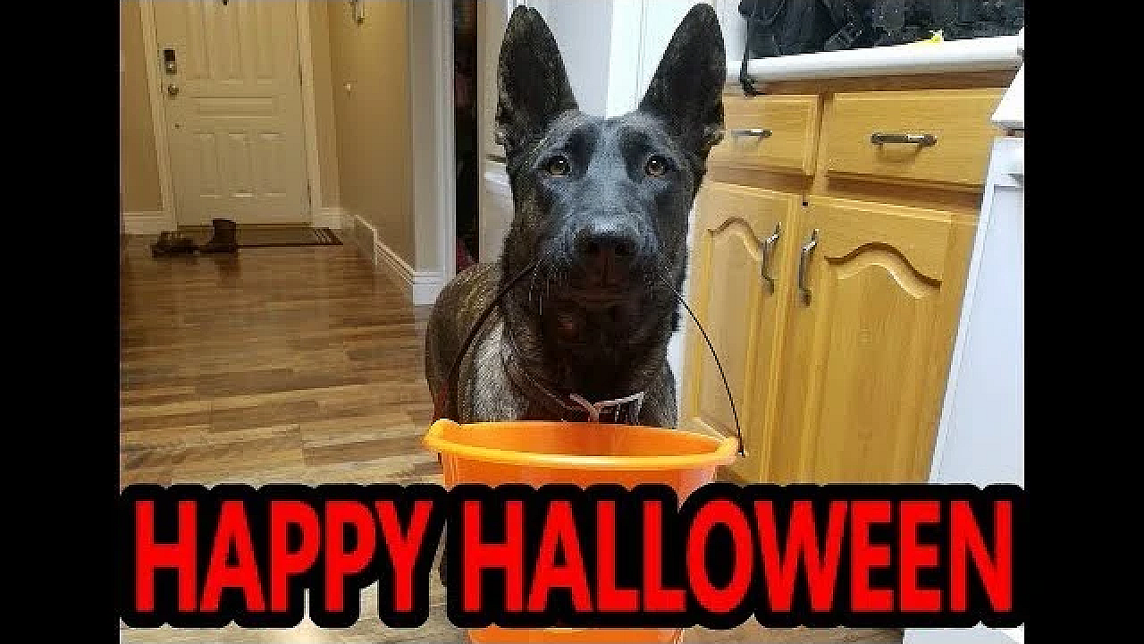 Smart Dog Goes Trick Or Treating!