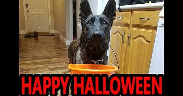 Smart Dog Goes Trick Or Treating!
