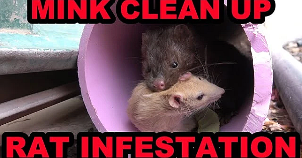 Poison Free Rat Control With Mink.