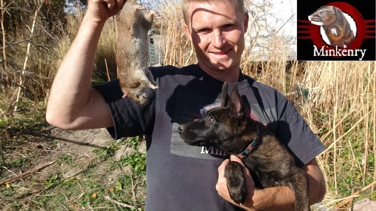 Brocc The Mink Eradicates Rat Infestation With A Pack Of Dogs