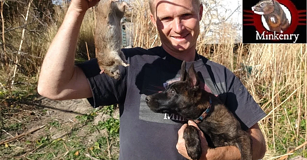 Brocc The Mink Eradicates Rat Infestation With A Pack Of Dogs