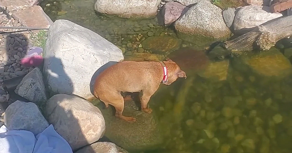 Bindi The Pit Bull Waiting For A Fish!