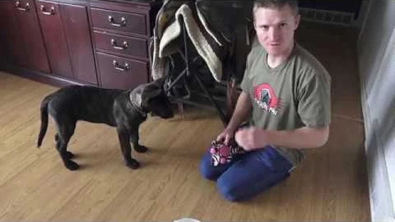 Sherni Learning Commands