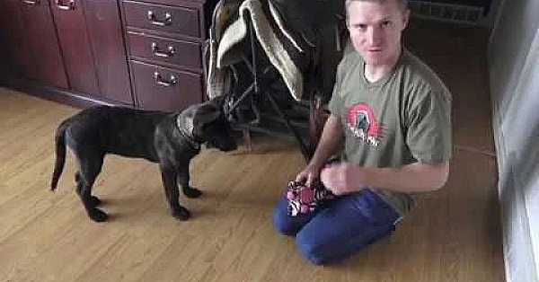 Sherni Learning Commands