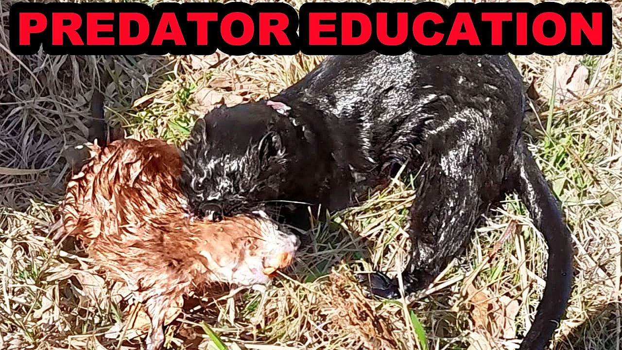 Muskrat Hunting With A Mink: Talking To The Public.