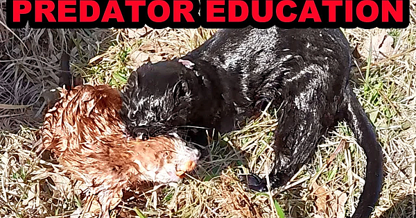 Muskrat Hunting With A Mink: Talking To The Public.