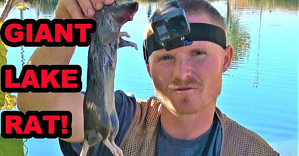 Boon Giant Lake Rat!!!