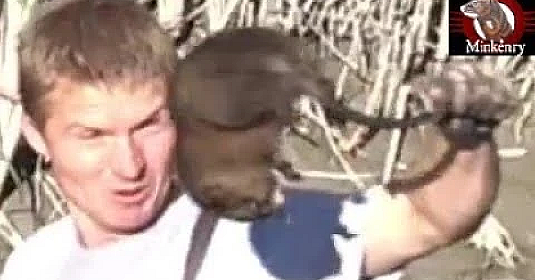 Pack Of Mink Vs A Swarm Of Muskrats!