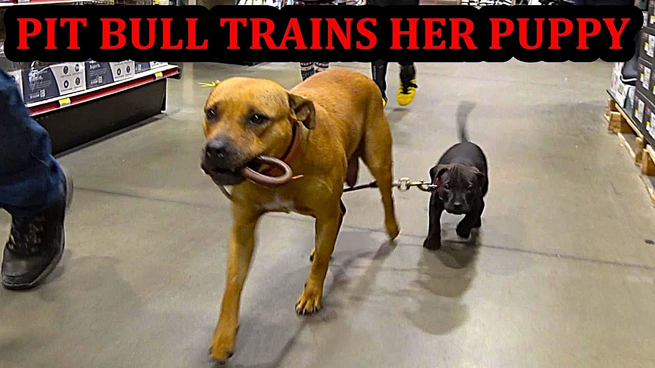 Bindi Training Her Puppy Grit.