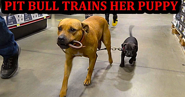 Bindi Training Her Puppy Grit.